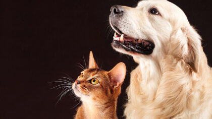 pets, doações, adoção