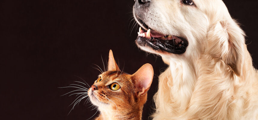 pets, doações, adoção
