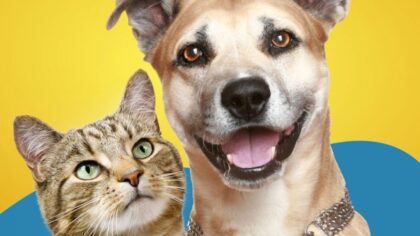 cão e gato. Empresas adotm plano de saúde pet