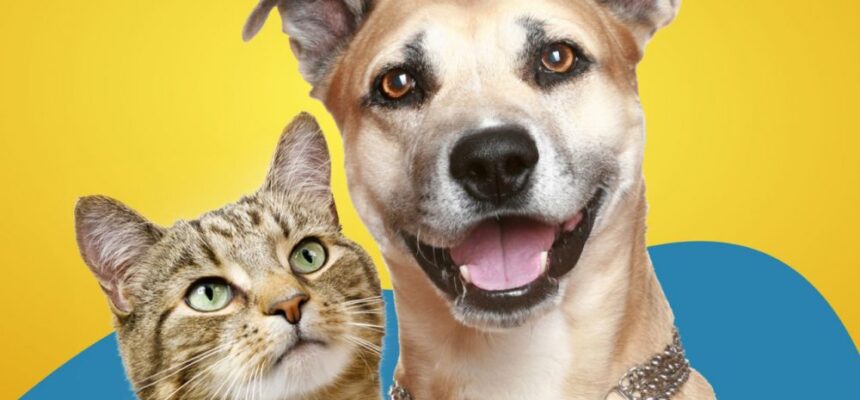 cão e gato. Empresas adotm plano de saúde pet